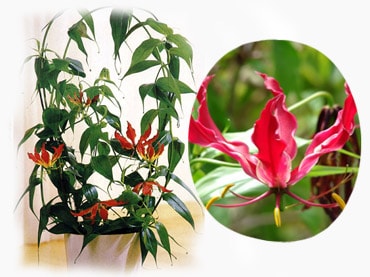 Цветок глориоза: уход в домашних условиях, фото и виды, выращивание из семян