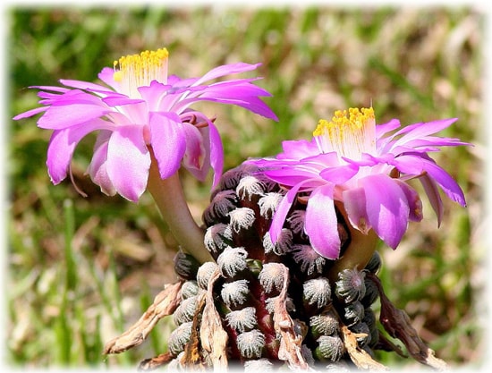 Тереза (Mammillaria theresae)