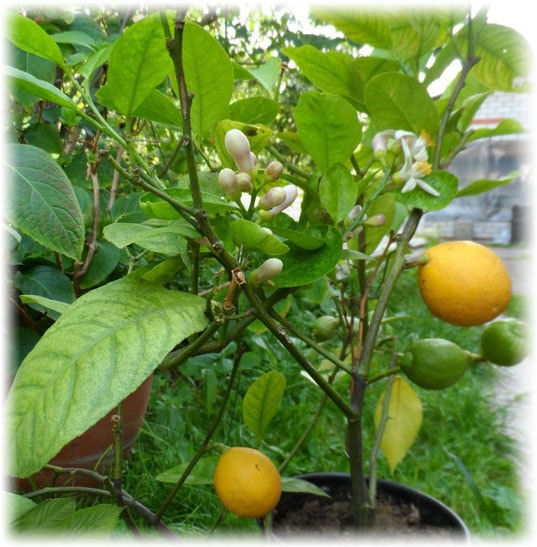 Курский (Citrus Limon Кursky)