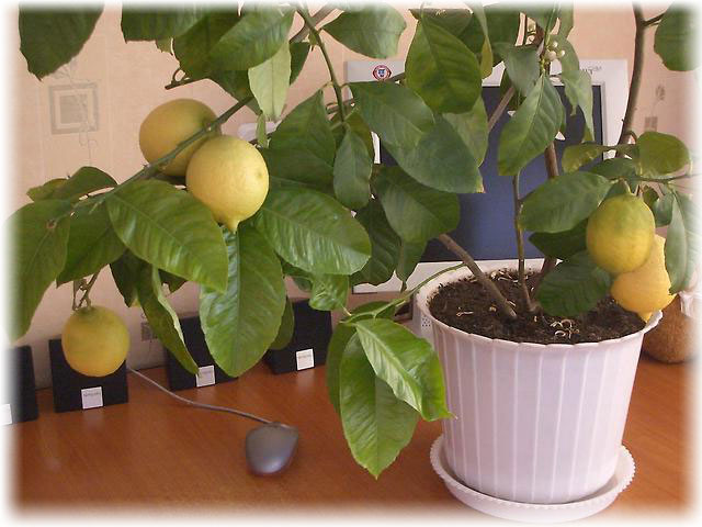 Павловский (Citrus Limon Pavlovsky)