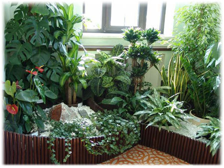 Зеленые Комнатные Растения Фото И Названия Нецветущие