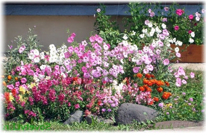 Садовый Цветы Многолетние Фото И Описание