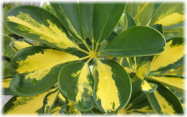 Древовидная (Schefflera arboricola)