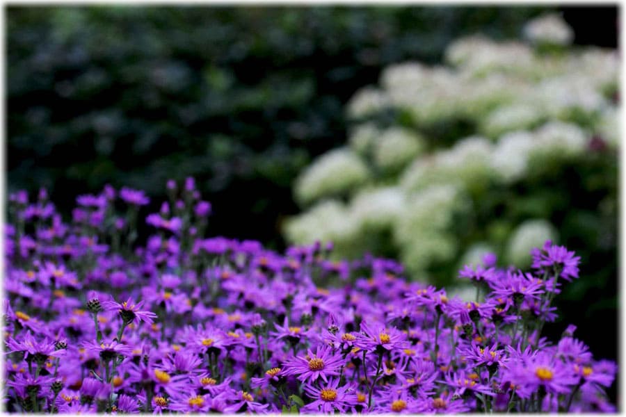 Ковровое поле фиолетовых цветов