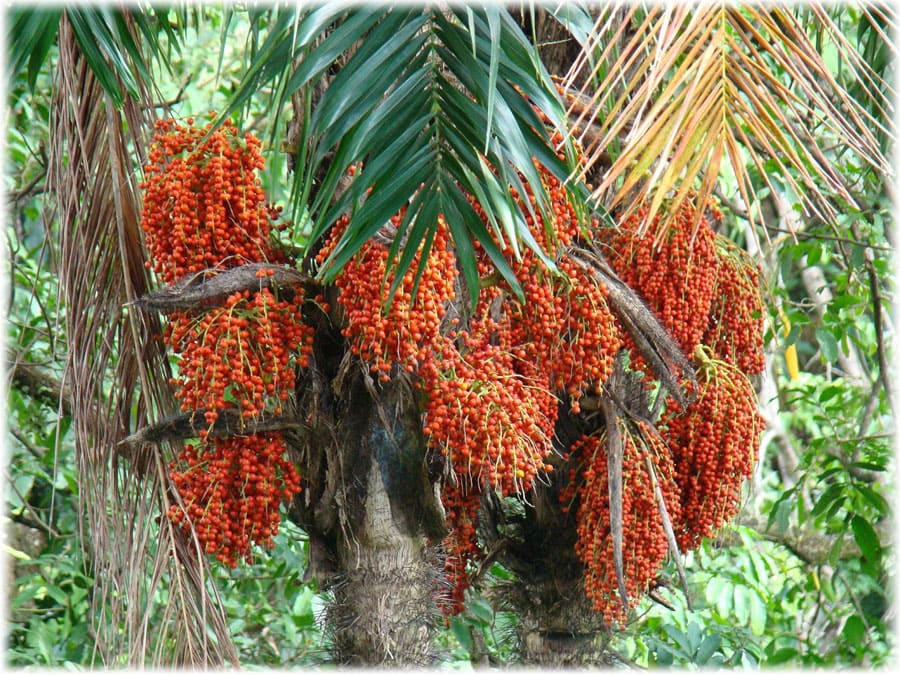 Плоды бетелевой пальмы