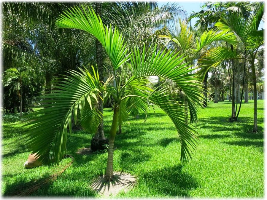 Бетелевая пальма в естественной среде