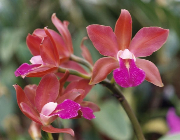 Двухцветная (Cattleya bicolor)