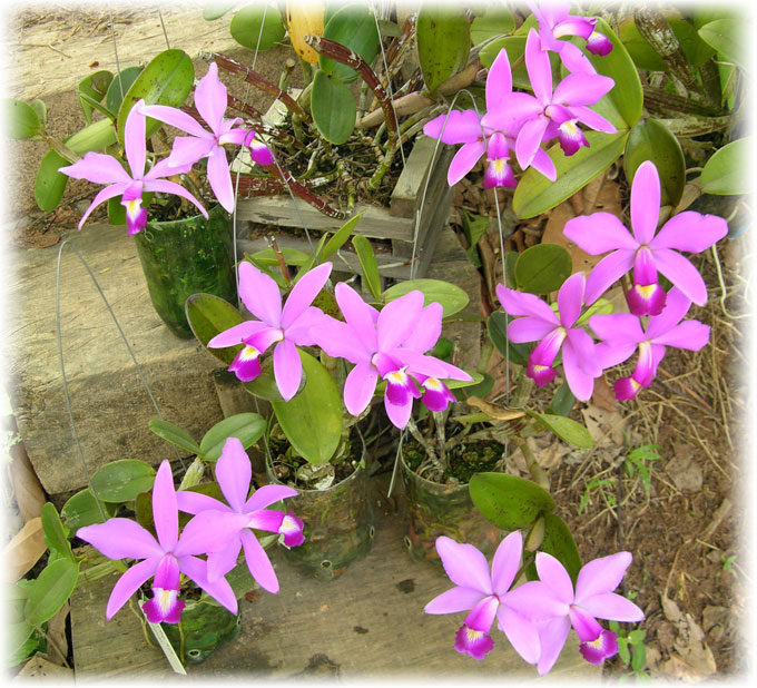 Фиолетовая (Cattleya violacea)