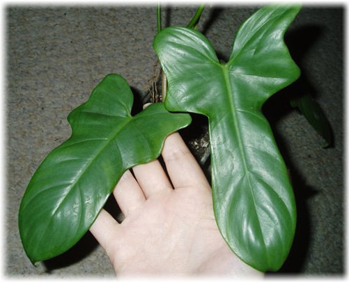 Гитаровидный (Philodendron panduriforme)