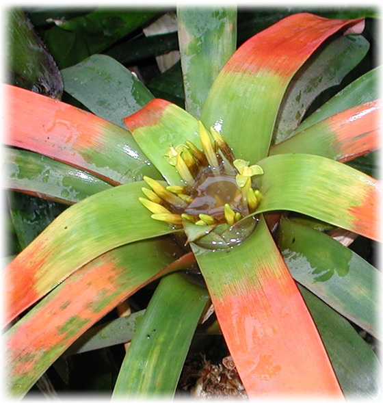 Цана или Зана (Guzmania zahnii)