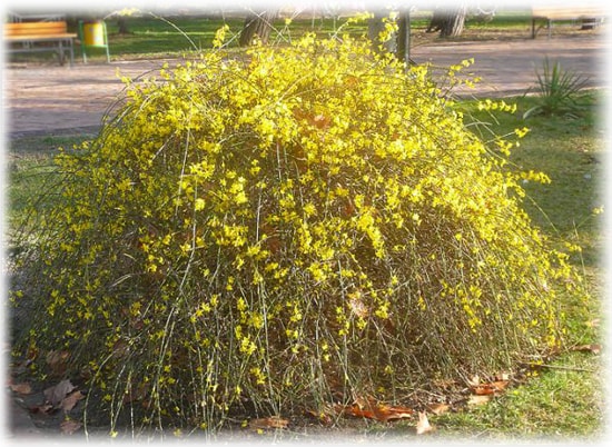 Голоцветковый (Jasminum nudiflorum)