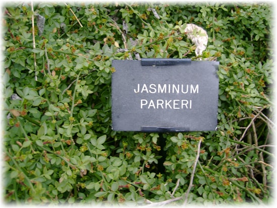 Карликовый (Jasminum parkeri)