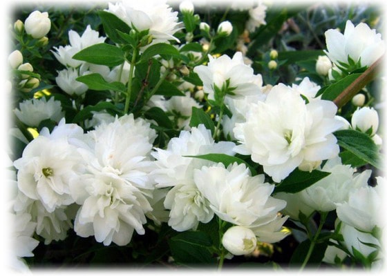 Крупноцветковый (Jasminum grandiflorum)