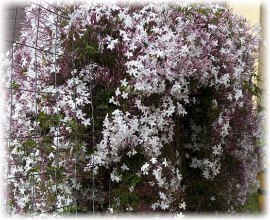 Многоцветковый (Jasminum polyanthum)