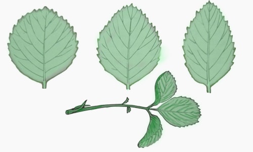 Три типа листьев у клубники: