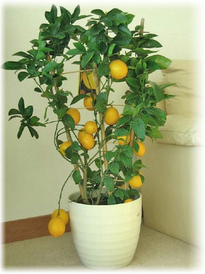Дженоа (Citrus Limon Genoa)