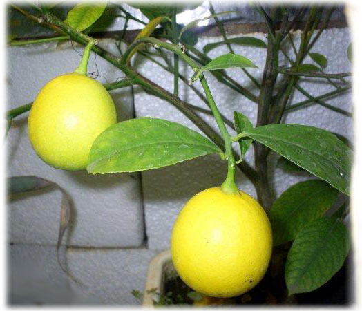 Мейера (Citrus Limon Mejer)