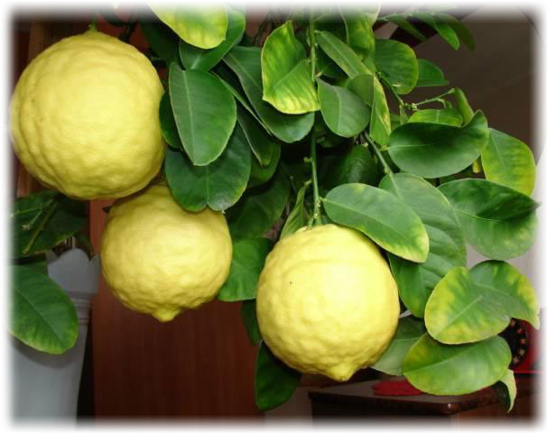 Пандероза (Citrus Limon «Ponderosa»)