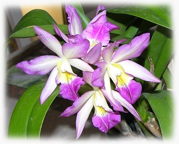 Орхидея Каттлея уход в домашних условия