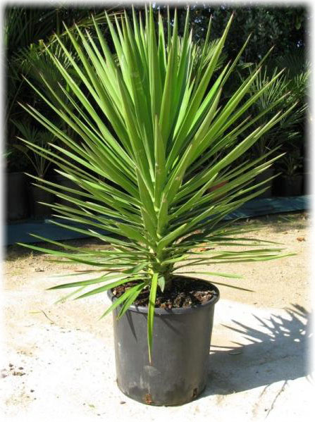 Алоэлистная (Yucca aloifolia)