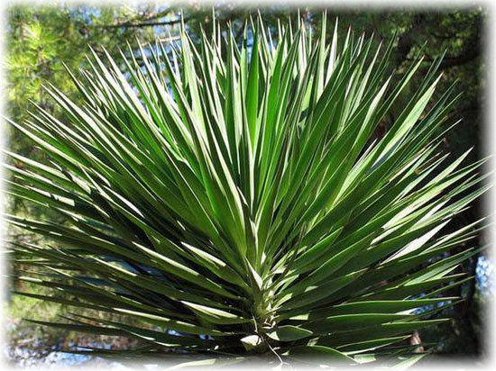Сизая (Yucca glauca)